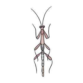 Mantis cartoon clipart