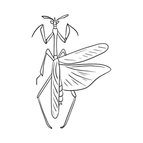 Mantis black and white clipart