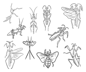 Mantis black and white vector free download