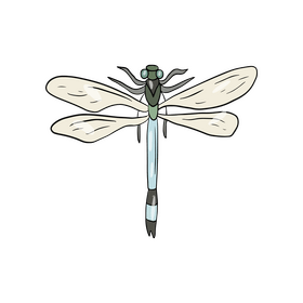 Dragonfly illustration clipart