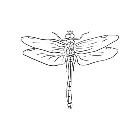 Dragonfly illustration black and white clipart