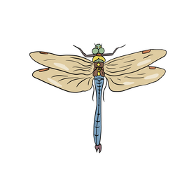 Cartoon dragonfly illustration clipart
