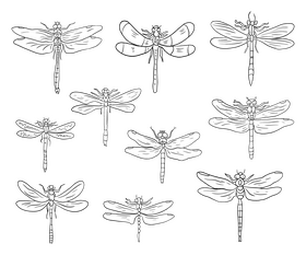 Dragonflies cartoon black and white vector