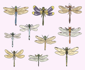 Dragonflies cartoon vector