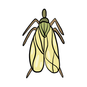 Moth cartoon clipart