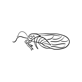 Cartoon moth black and white clipart