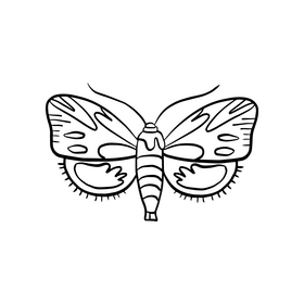 Moth drawing black and white clipart