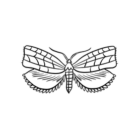 Brown moth black and white clipart