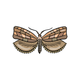 Brown moth clipart