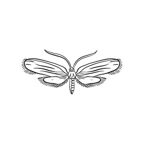 Moth illustration black and white clipart