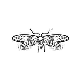Moth illustration black and white clipart