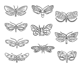 Cartoon moths black and white vector