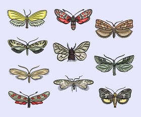 Cartoon moths vector