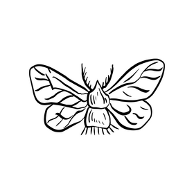 Moth black and white clipart