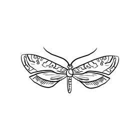 Moth black and white clipart