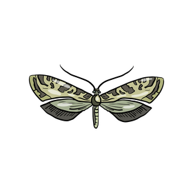 Moth clipart
