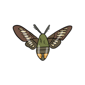 Moth cartoon clipart