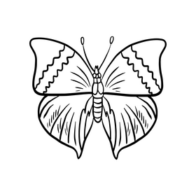 Moth cartoon black and white clipart