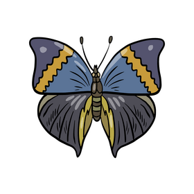 Moth cartoon clipart