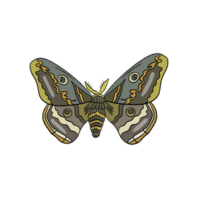Cartoon moth clipart