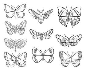 Free moth black and white vector