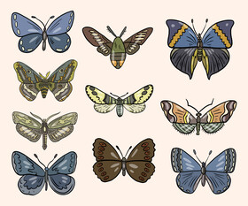 Free moth vector