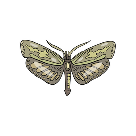 Moth clipart