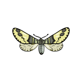 Free moth clipart