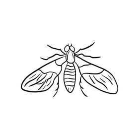 Mosquito black and white clipart