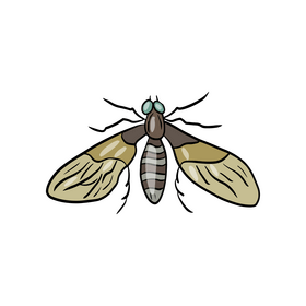 Mosquito clipart