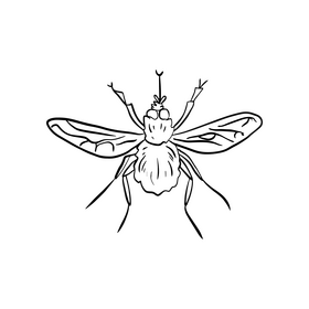 Mosquito black and white clipart