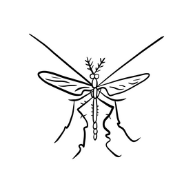 Mosquito illustration black and white clipart