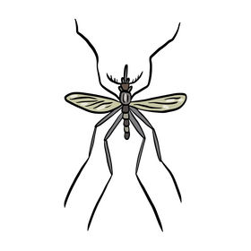 Mosquito cartoon clipart