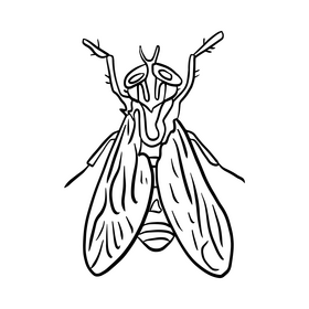 Mosquito drawing black and white clipart