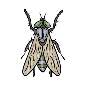 Mosquito cartoon drawing clipart