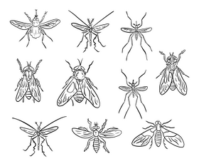 Mosquitoes black and white vector