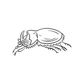 Beetle illustration black and white clipart