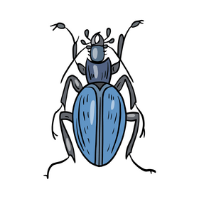 Blue beetle drawing clipart
