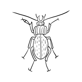 Free beetle black and white clipart
