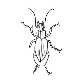 Beetle illustration black and white clipart
