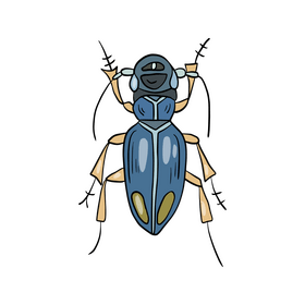 Blue beetle drawing clipart