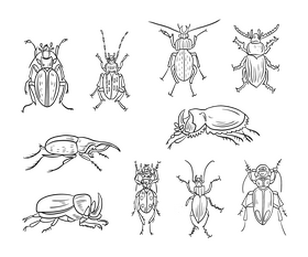 Leaf beetles black and white vector free download