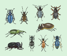 Beetles vector