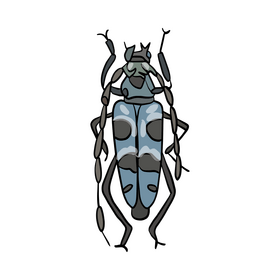 Beetle cartoon clipart