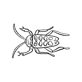 Beetle black and white clipart