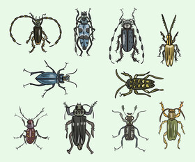 Beetles cartoon vector