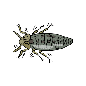 Beetle clipart
