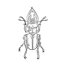 Beetle black and white clipart