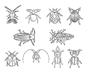 Leaf Beetles Black And White Vector Free Download