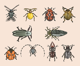 Free beetles vector